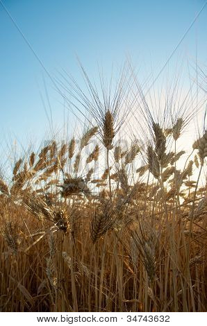 Wheat Sunset