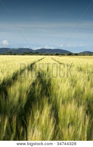 Green Wheat Field