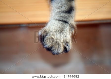 Pata de gato tigre