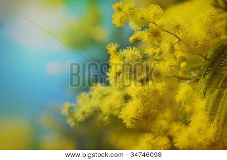 Mimosa Flower