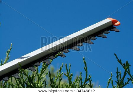 Cut Hedge