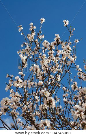 Almond Branches