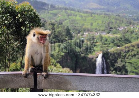 A Pirate-looking Monkey Sits On A Fence. Funny And A Bit Frightening Muzzle. Waterfall On The Backgr
