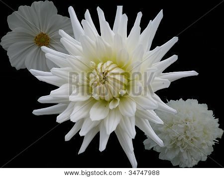Vit Dahlia på en svart bakgrund med en vit Cosmos och en vit Scabias