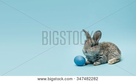 Egg Hunt Is Coming. Adorable Easter Bunny Near By Painted Eggs Isolated On Blue Studio Background, F
