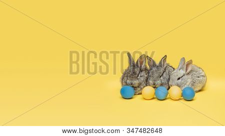 Egg Hunt Is Coming. Adorable Easter Bunnies Near By Painted Eggs Isolated On Yellow Studio Backgroun