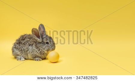 Egg Hunt Is Coming. Adorable Easter Bunny Near By Painted Eggs Isolated On Yellow Studio Background,