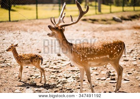 Cute Spotted Fallow Deer Is Ruminant Mammal Belonging To The Family Cervidae.