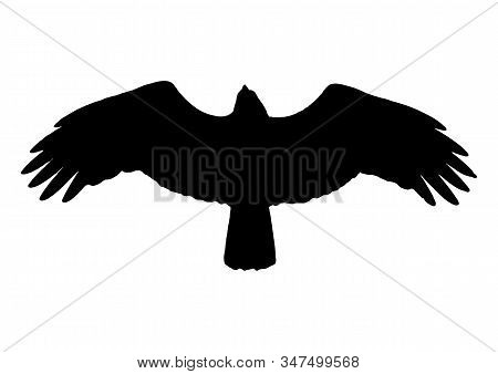 Silhouette Of Bird Brahminy Kite Flying Vector Illustration