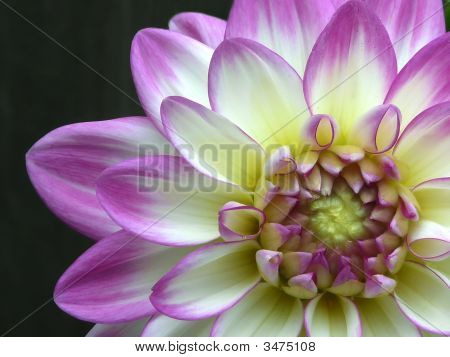 Dahlia