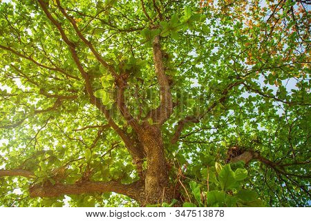 Low Angle View Malabar Tree Spreading Its Branches And Leaves Wide In A Park.