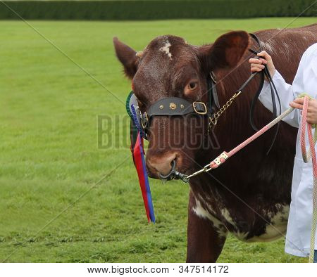 A Beef Shorthorn Champion Winning Farm Bull Animal.