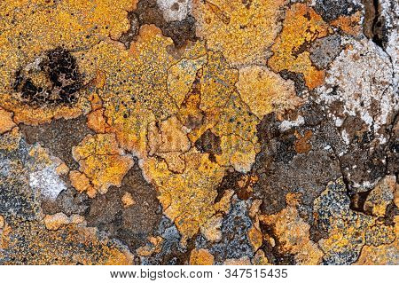 Colorful and abstract lichen formation on rocks