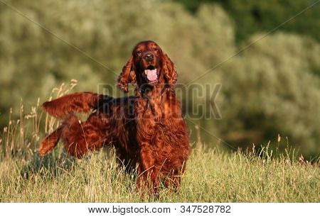 Happy Smling Funny Irish Setter Pet Dog Male Peeing In The Grass