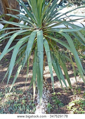 Yucca Glorious (lat. Yucca Gloriosa) Is A Perennial Evergreen Monoecious Plant. A Perennial Evergree