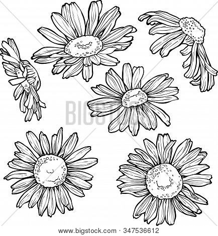 Set Hand Drawn Flowers, Chamomile Vector Illustration