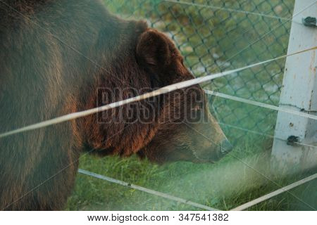 Live Bear Behind Grids Of A Cage. Grizly Walking At Grass