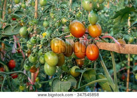 Ripe Red And Green Tomatoes On Tomato Tree In The Thai Garden.
