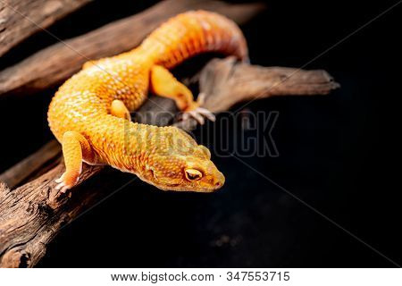Macro Photo Of Leopard Gecko On The Wood In The Forest, Isolated On Black Background