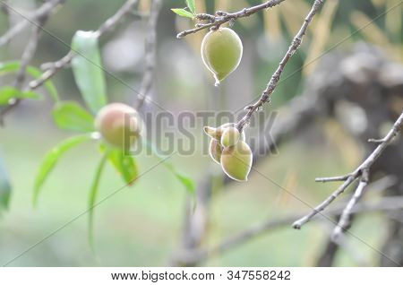 Peach Plant Or Peach Tree, Prunus Persica Or Prunus Persica Tree
