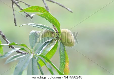Peach Plant Or Peach Tree, Prunus Persica Or Prunus Persica Tree