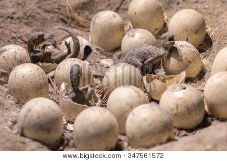 Fake Birth: Dinosaur Eggs And Small Newborn Dinosaurs.