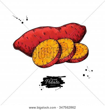 Sweet Potato Hand Drawn Vector Illustration. Isolated Vegetable Sliced Object.