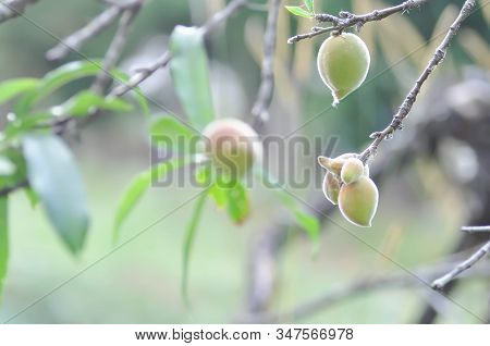 Peach Plant Or Peach Tree, Prunus Persica Or Prunus Persica Tree