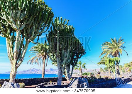 Puerto Del Carmen Beach In Lanzarote, Canary Islands, Spain. Blue Sea, Palm Trees, Selective Focus