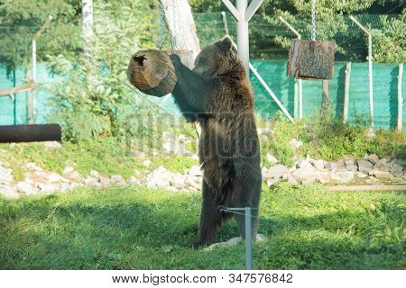 Live Bear Behind Grids Of A Cage. Grizly Walking At Grass