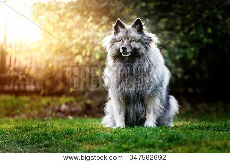 Portrait Of The Dog Keeshond Or Wolfspitz In Outdoor