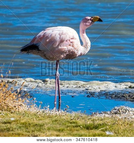 Flamingo farages on the lake in Bolivia