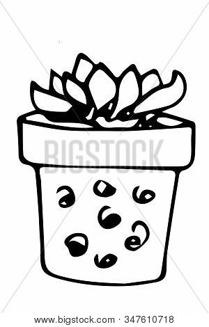 Suculent Plant Named Topsy Turvy, Ink Drawn
