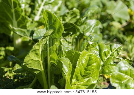 Nice Chard Leaves In Agriculture Field Organic Chard Leaves In Agricultural Feield.