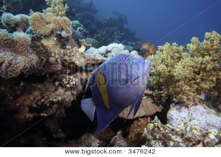 Yellowbar Angelfish