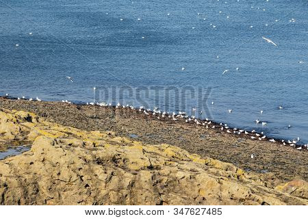 Rumelifeneri,istanbul,turkey-january 26,2020.rumelifeneri Is In Sarıyer Intracity District Of Istanb