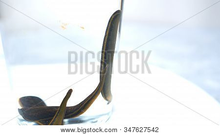 Hirudotherapy. Medical Leeches In A Glass In Water