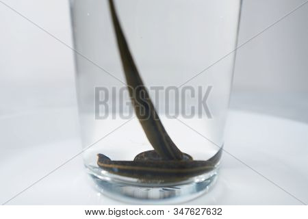 Hirudotherapy. Medical Leeches In A Glass In Water
