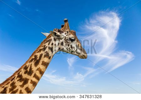 Portrait of a thoughtful giraffe. Jeep Safari Masai Mara, Kenya. Long-necked giraffe with beautiful spotted skin and small horns in the African savannah. 