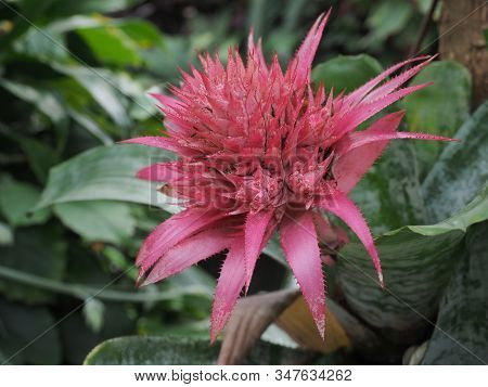 Aechmea Fasciata Primera Bromeliad