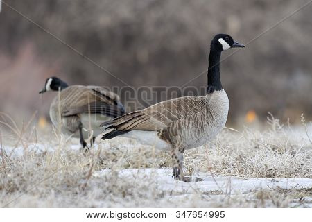 Waterfowl In Colorado. Canade Geese Standing In A Field Of Snow
