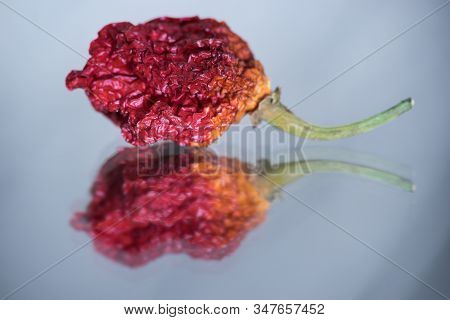 Trinidad Moruga Scorpion (capsicum Chinense) Is An Extremely Hot Chilli Pepper Originating In The Mo