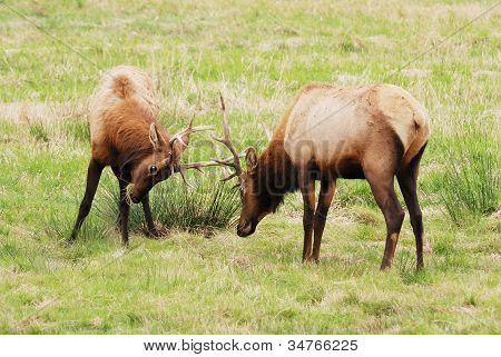 Dean Elk