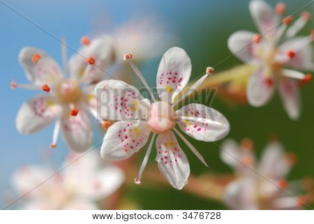Saxifraga