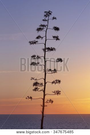 Graphic Silhouette Of A Plant Against The Background Of The Sunset Sea