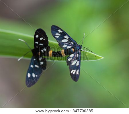 Mating Of Nine-spotted Moths (yellow Belted Burnet, Amata Phegea).