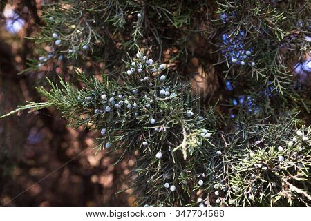 Juniper Branch With Female Berry-like Seed Cones. Close-up.