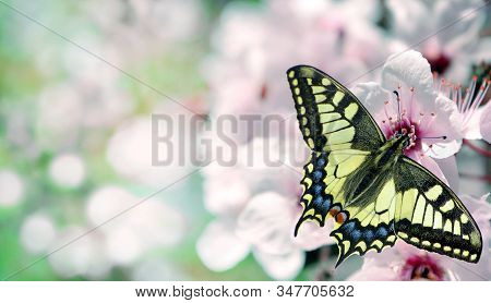 Colorful Spring Background. Swallowtail Butterfly On A Branch Of Blooming Cherry. Blooming Sakura An