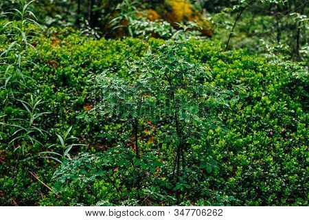 Beautiful Wild Flora In Dark Forest. Green Leaves Of Small Tree With Droplets. Atmospheric Taiga Bac