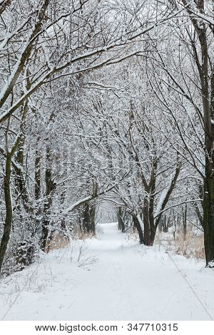 Path In A Winter Forest. Snow On The Path. Winter Landscape.
